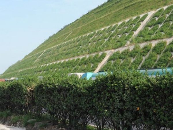 1686373800109773.jpg 紫穗槐16.jpg