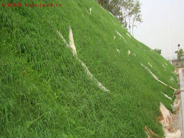 1686373824559546.jpg 護坡3.jpg