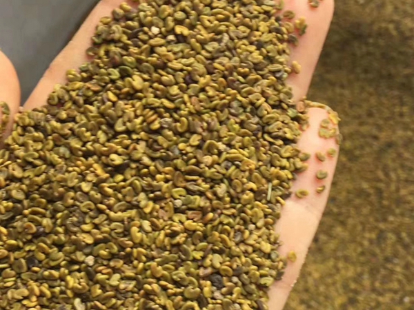 1686381261583955.jpg 草木犀.jpg