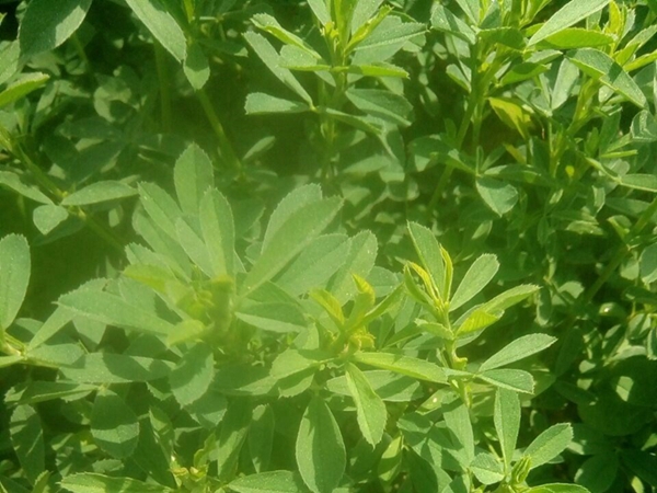 1686381273970697.jpg 草木犀1.jpg