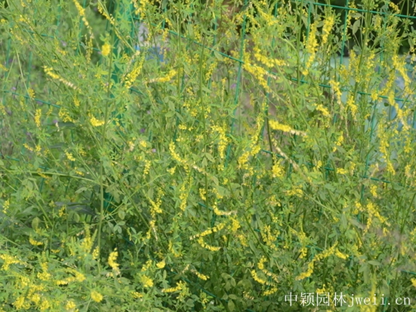 1686381287949586.jpg 草木犀2.jpg