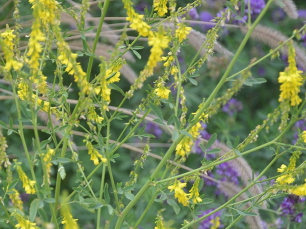 1686381338901487.jpg 草木犀3.jpg