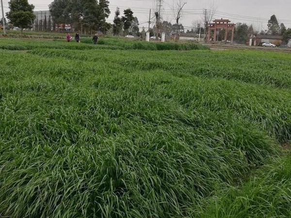 1686382256129566.jpg heimaicao1.jpg