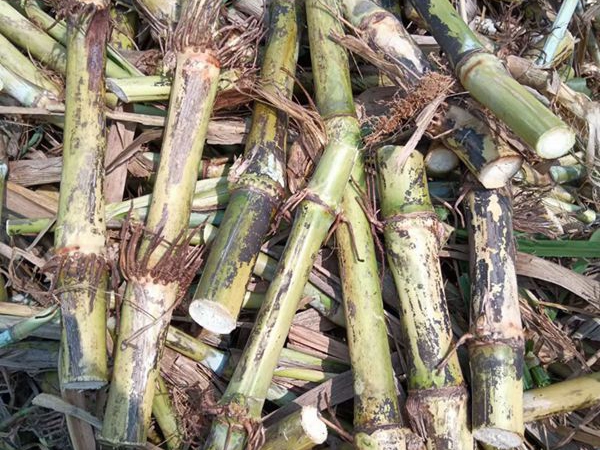 1686645902460921.jpg 皇竹 草種節.jpg