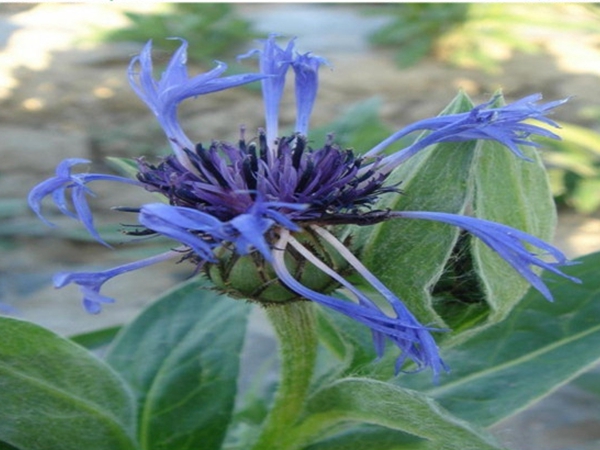 1686800665756847.jpg 矢車菊3.jpg