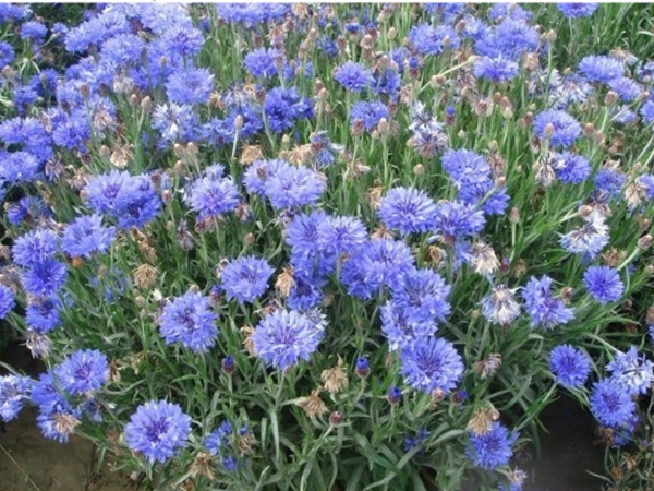 1686800708786436.jpg 矢車菊8.jpg