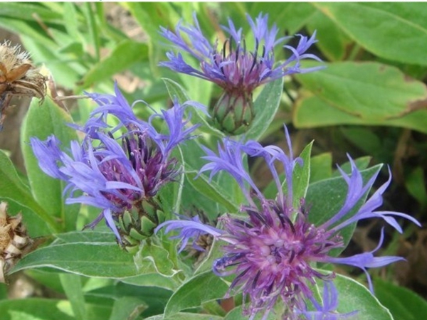 1686800718704931.jpg 矢車菊2.jpg