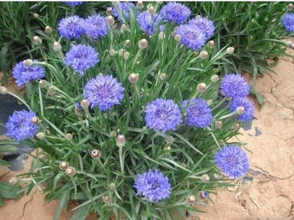 1686800730944398.jpg 矢車菊7.jpg