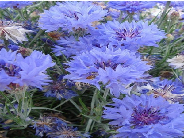 1686800836162844.jpg 矢車菊4.jpg