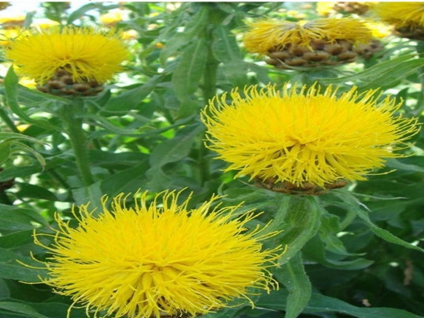 1686800853208510.jpg 矢車菊.jpg