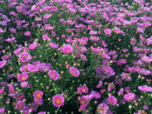 1686807689914062.jpg 荷蘭菊15.jpg