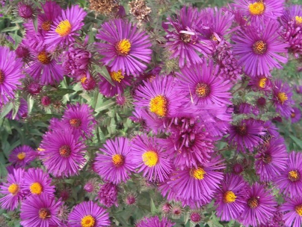 1686807701204048.jpg 荷蘭菊5.jpg