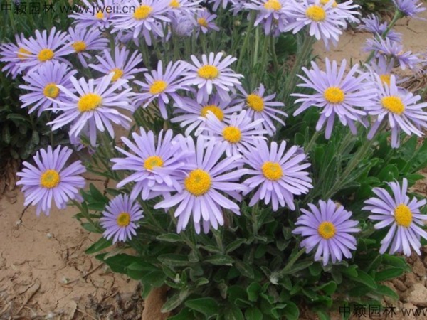 1686807728217724.jpg 荷蘭菊7.jpg