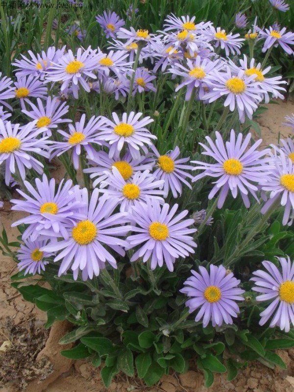 1686807740522788.jpg 荷蘭菊3.jpg