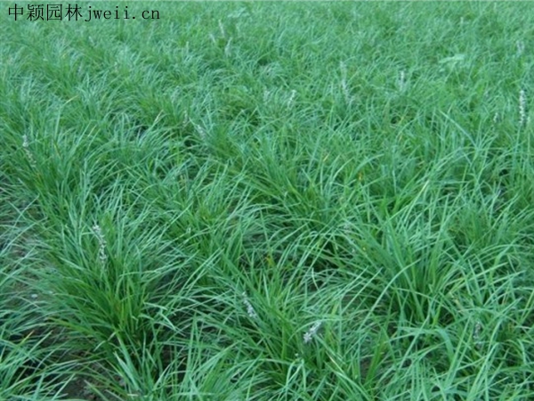 麥冬草.jpg