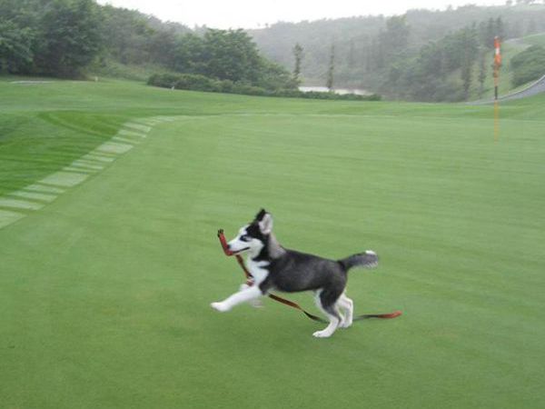 1687332802103039.jpg 狗牙根12_副本.jpg