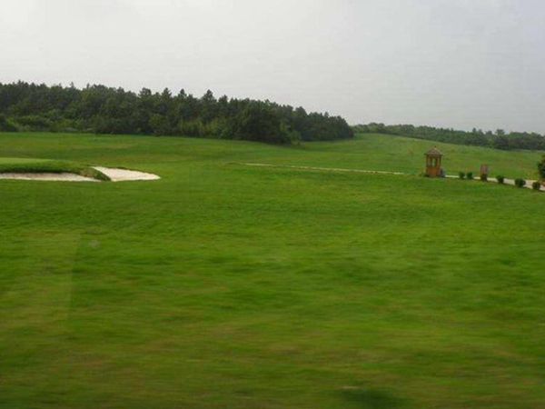 1687333644305807.jpg 高羊茅6_副本.jpg