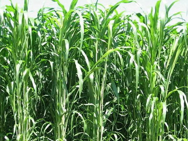 皇竹 草種節5.jpg