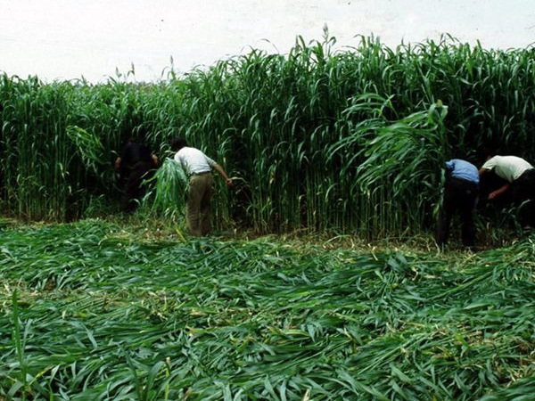 皇竹 草種節8.jpg