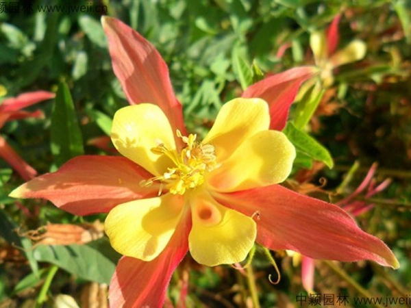 1687597100579919.jpg 耬斗菜種子3.jpg