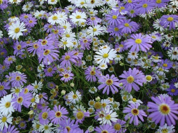 1687597150571050.jpg 五色菊5.jpg