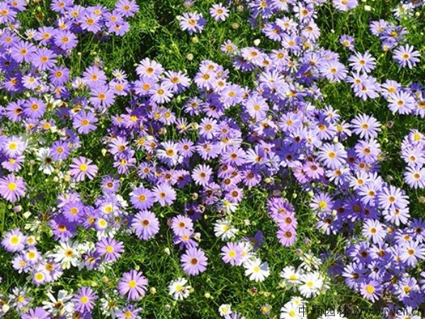 1687597155929257.jpg 五色菊7.jpg