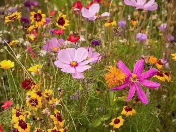 1687597253237460.jpg 野花組合4.jpg