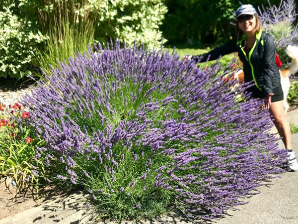 薰衣草13.jpg