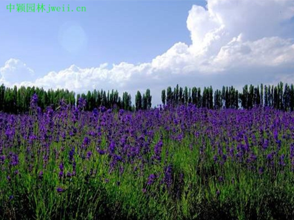 薰衣草4.jpg