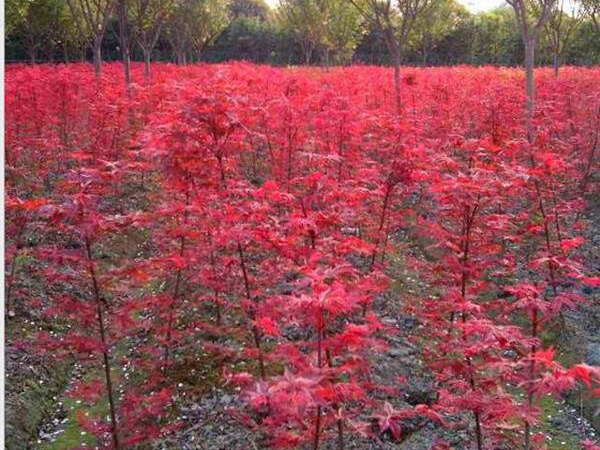 日本紅楓3.jpg