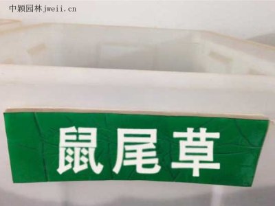 大量批發鼠尾草種子，價格便宜質量好