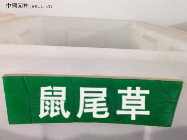 1688381732182242.jpg 鼠尾草.jpg