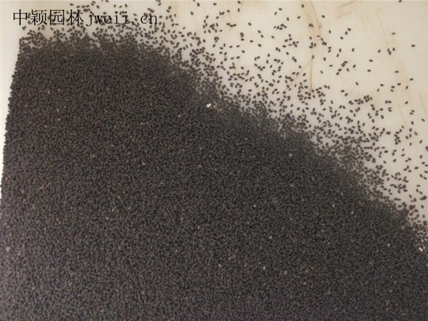 1688381738893427.jpg 鼠尾草2.jpg