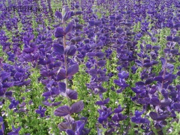 1688381850916715.jpg 23020061V-9.jpg