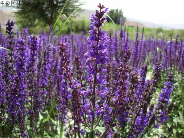 1688381866813876.jpg 鼠尾草4.jpg