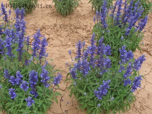 1688459335676635.jpg 2302003b4-8.jpg