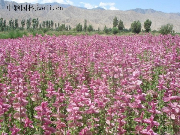 1688462336192512.jpg 2302004501-6.jpg