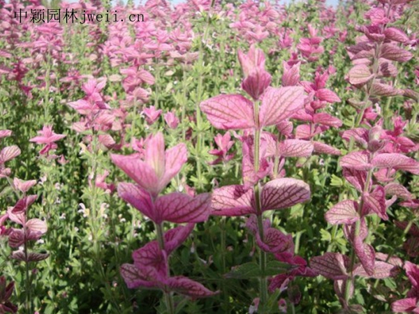 1688462341803152.jpg 2302004618-5.jpg