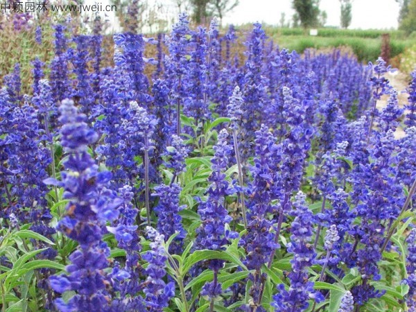 1688462408801600.jpg 鼠尾草16.jpg