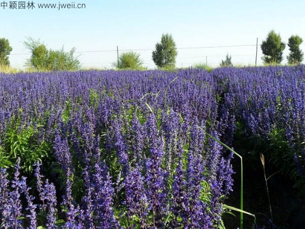 1688462446424422.jpg 鼠尾草10.jpg