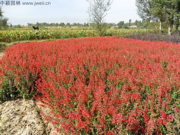 1688462453235107.jpg 鼠尾草13.jpg