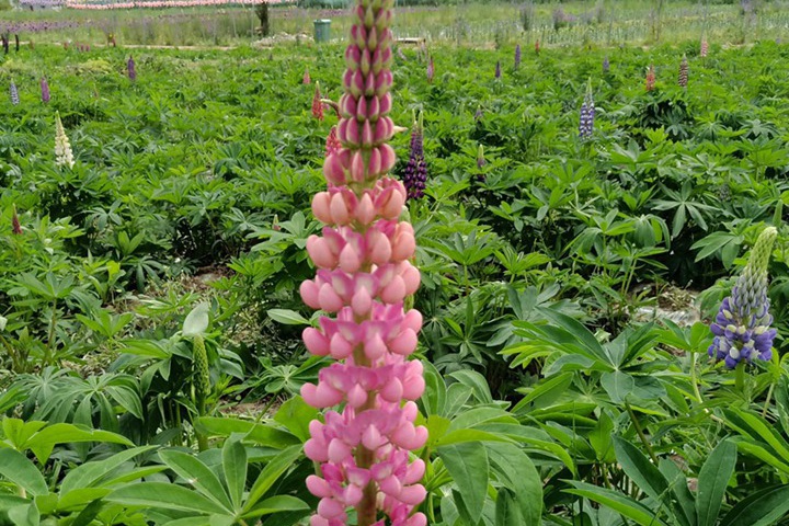 1690020476413619.jpg 8.jpg