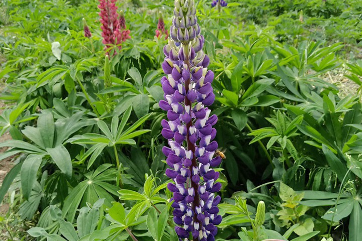 1690022482742321.jpg 9.jpg