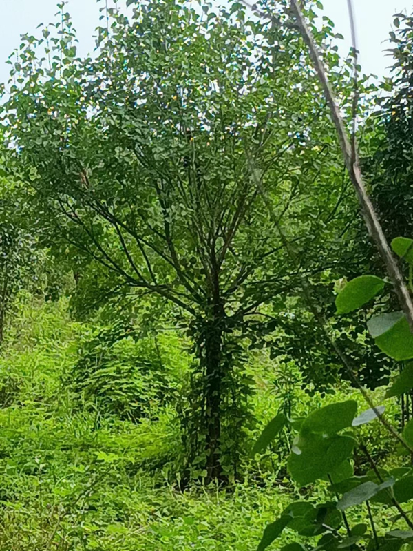 丁香樹2.jpg
