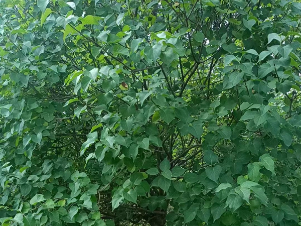 1690533712172899.jpg 丁香樹4_副本.jpg
