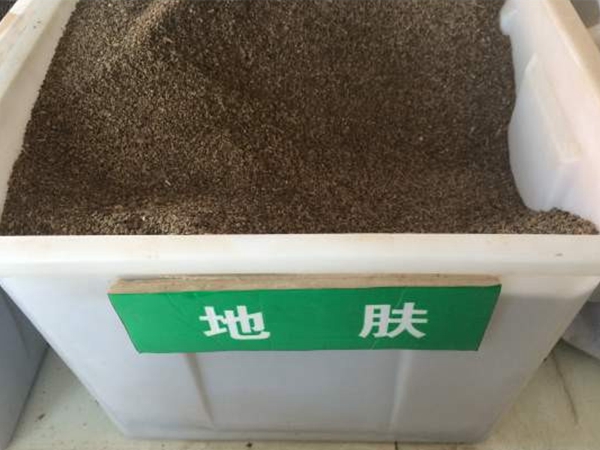 地膚.jpg