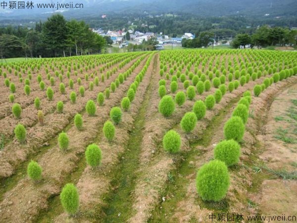 地膚20.jpg