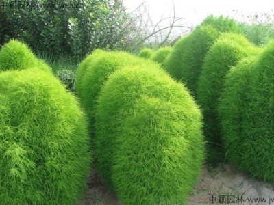  地膚草農歷五月份種，還能開花嗎？