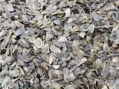 串葉松香草可以用于豬飼料嗎？