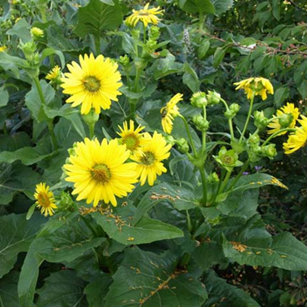 串葉松香草種子9.jpg